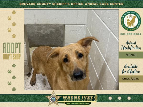 Abby, Adoptable, Senior Female German Shepherd Dog.