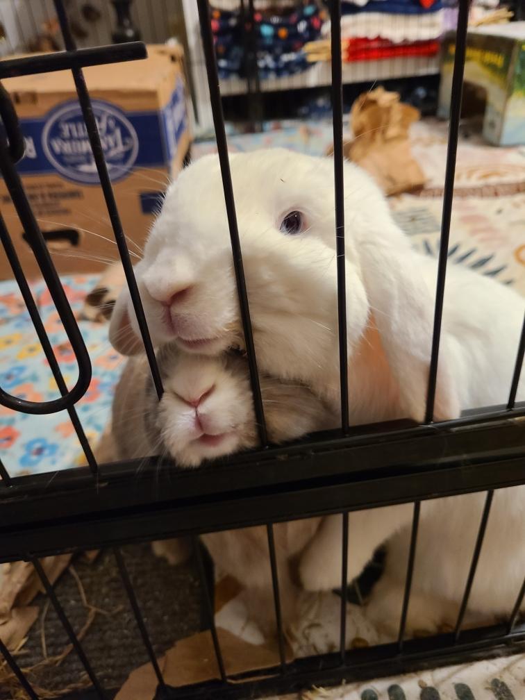 Enlarge Buckie & Whiskers, a Adoptable Mini Lop in Midlothian, VA image 6/6