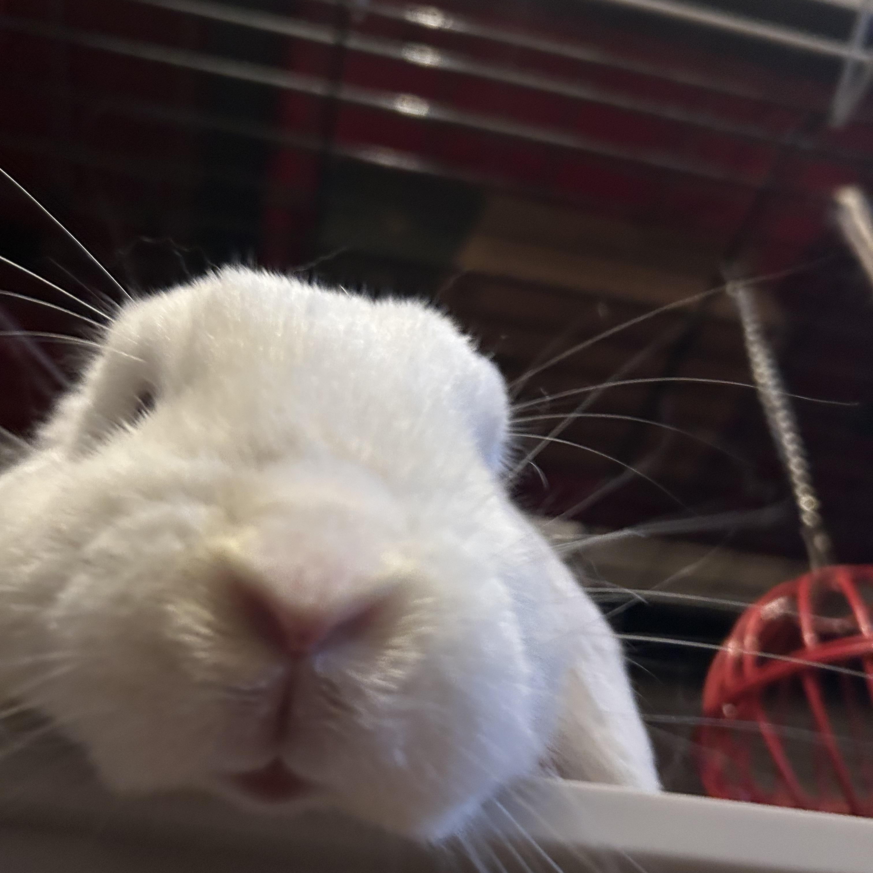 Enlarge Buckie (Bonded with Whiskers), a Adoptable Mini Lop in Midlothian, VA image 2/6