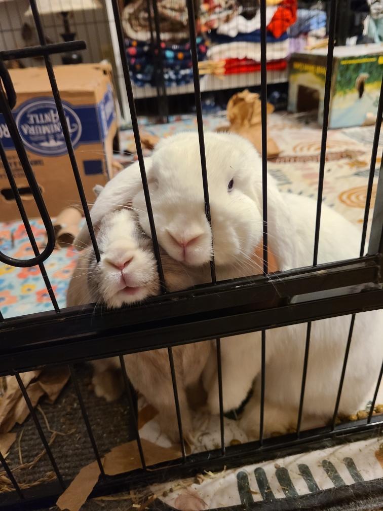 Buckie & Whiskers, Adoptable, Adult Male Mini Lop.