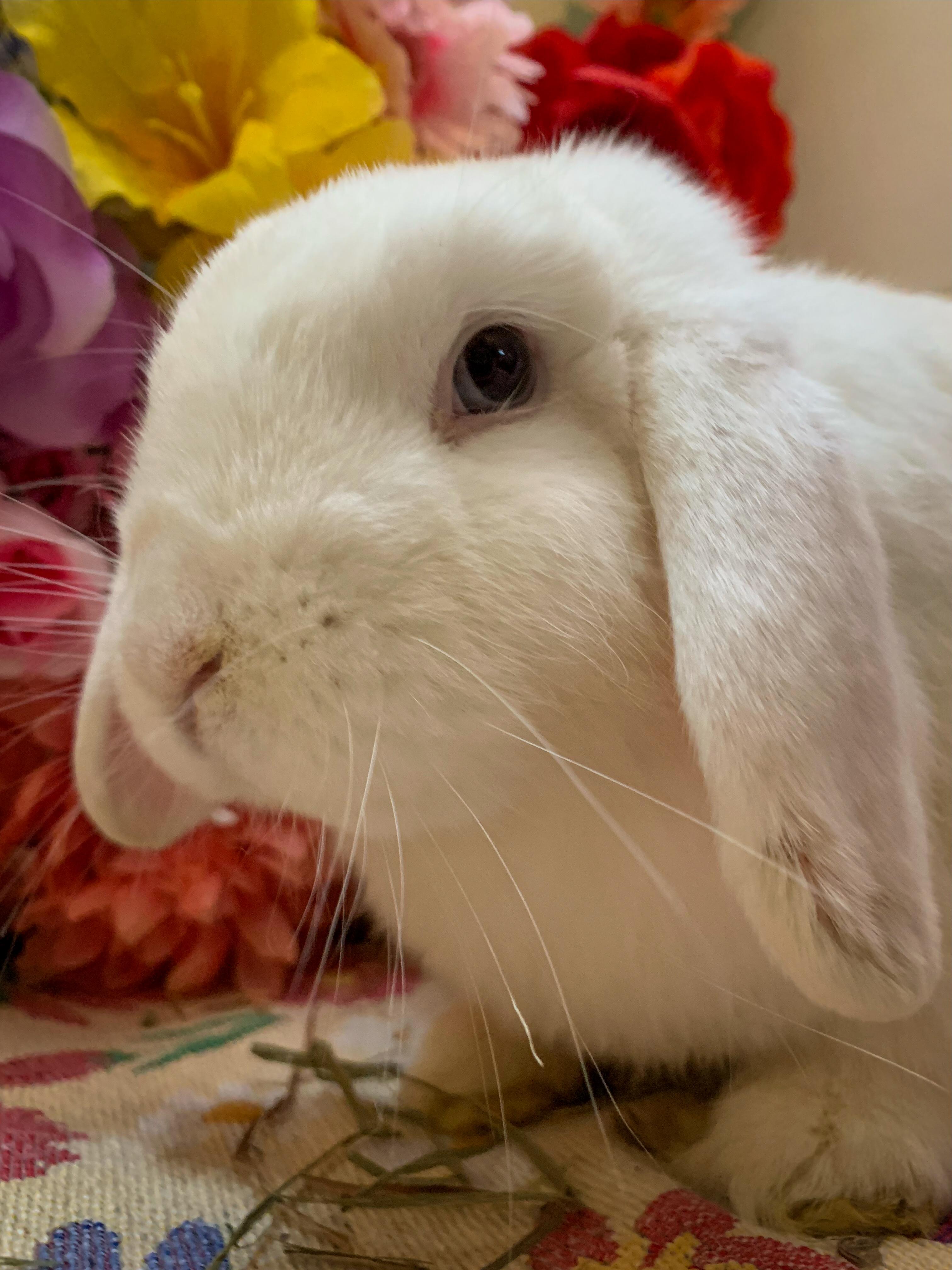 Buckie (Bonded with Whiskers), Adoptable, Adult Male Mini Lop.