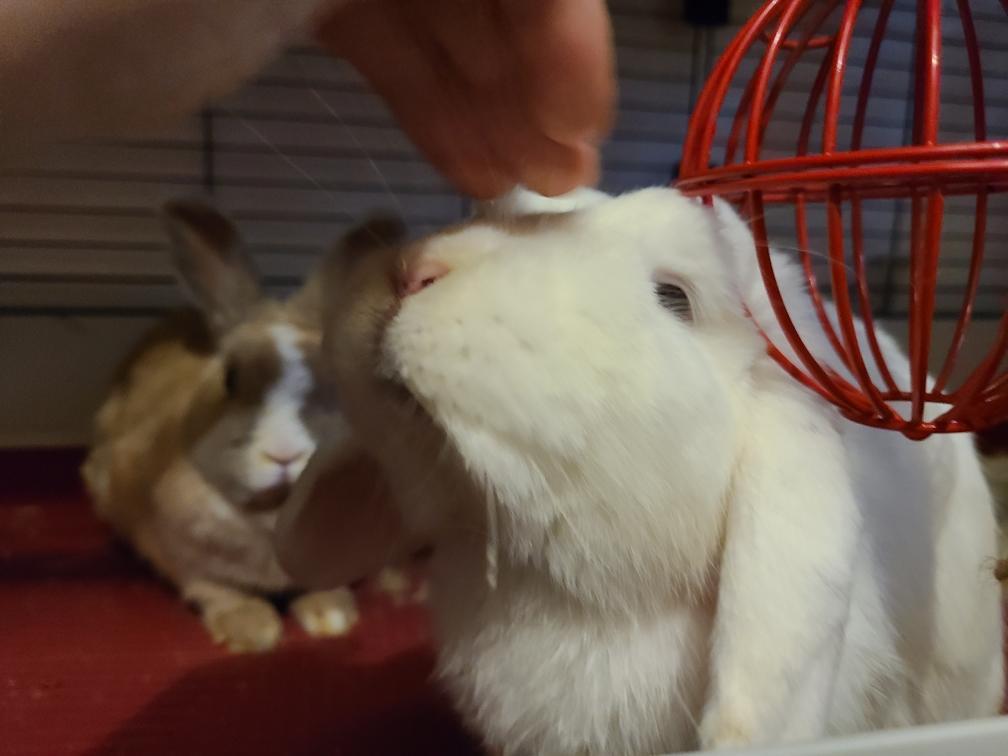 Enlarge Buckie (Bonded with Whiskers), a Adoptable Mini Lop in Midlothian, VA image 6/6