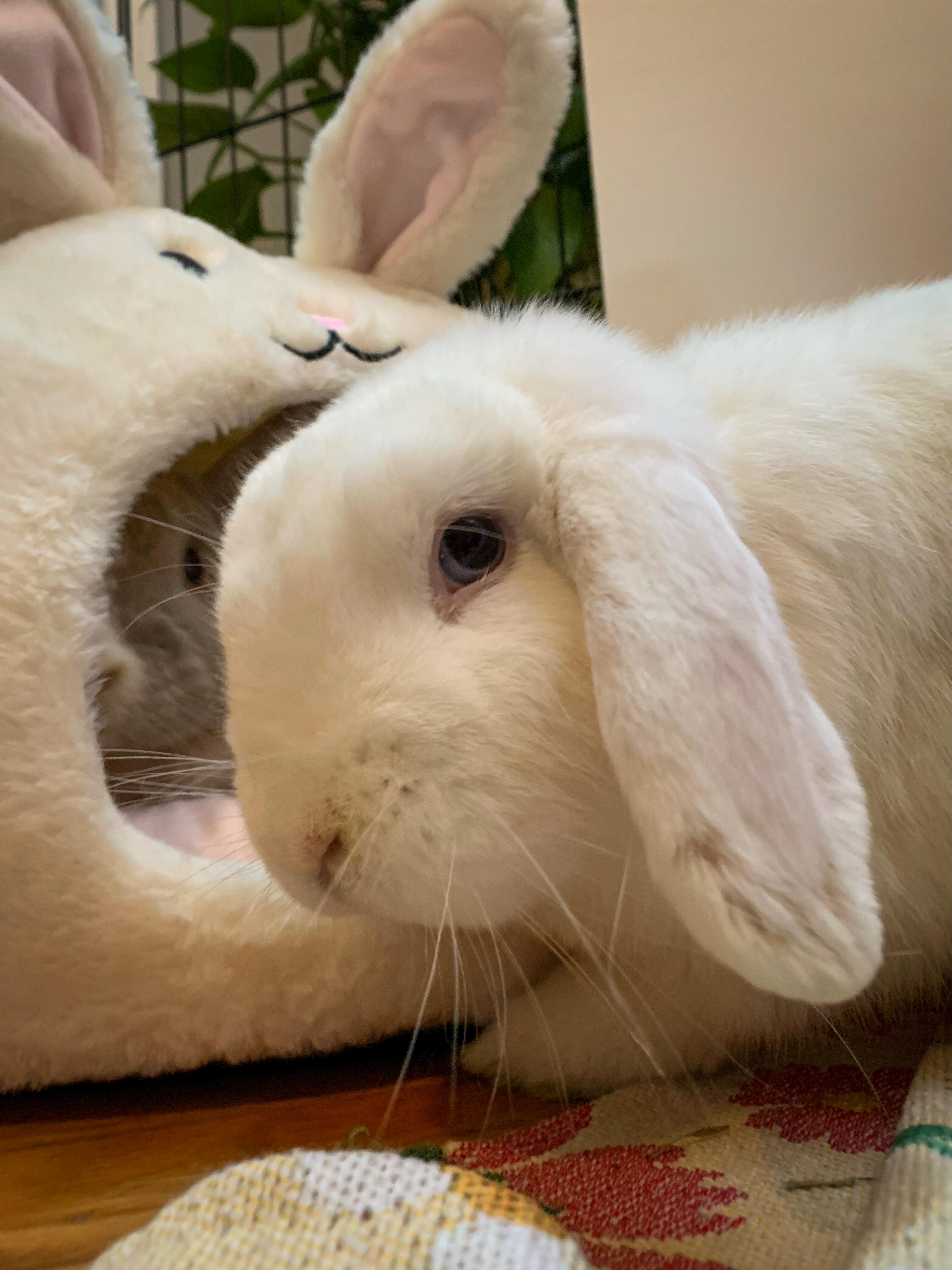 Enlarge Buckie (Bonded with Whiskers), a Adoptable Mini Lop in Midlothian, VA image 4/6