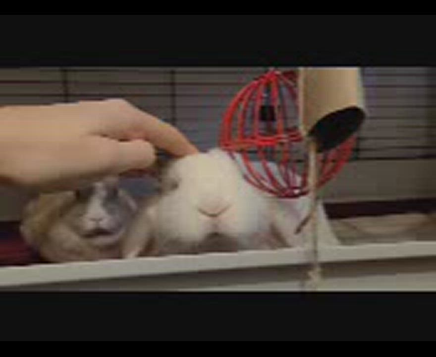 Enlarge Buckie (Bonded with Whiskers), a Adoptable Mini Lop in Midlothian, VA video 5/6