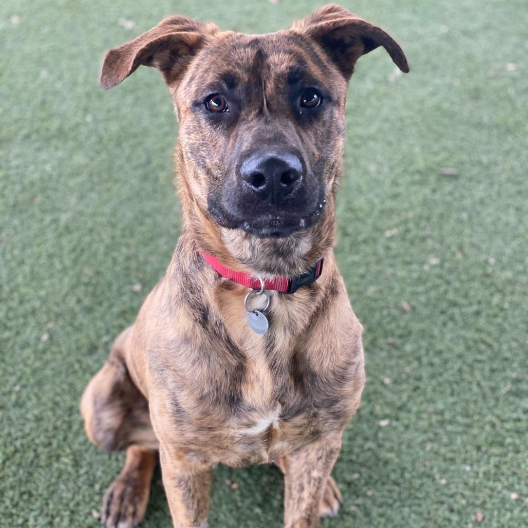 Camo, Adoptable, Young Male Shepherd & Mixed Breed.