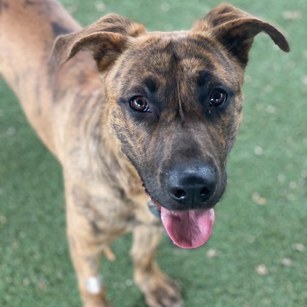 Enlarge Camo, a Adoptable mixed breed in Riverside, CA image 2/6