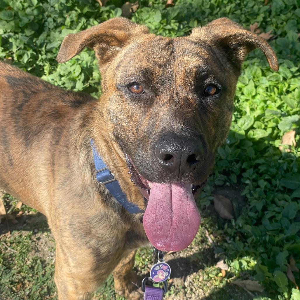 Camo, Adoptable, Young Male Shepherd & Mixed Breed.