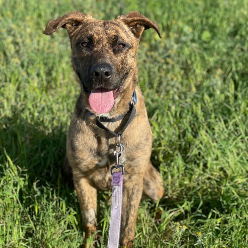 Camo, Adoptable, Young Male Shepherd & Mixed Breed.