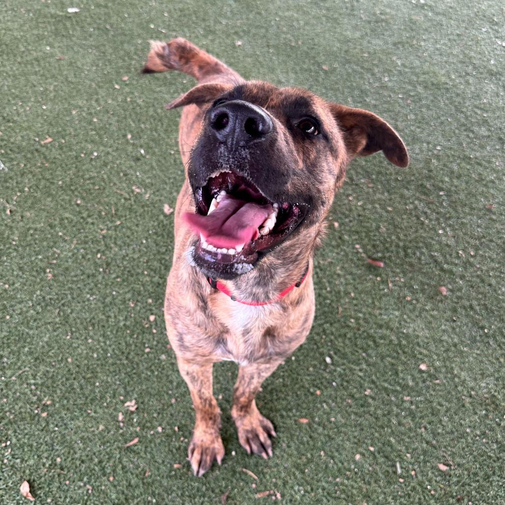 Enlarge Camo, a Adoptable mixed breed in Riverside, CA image 3/6