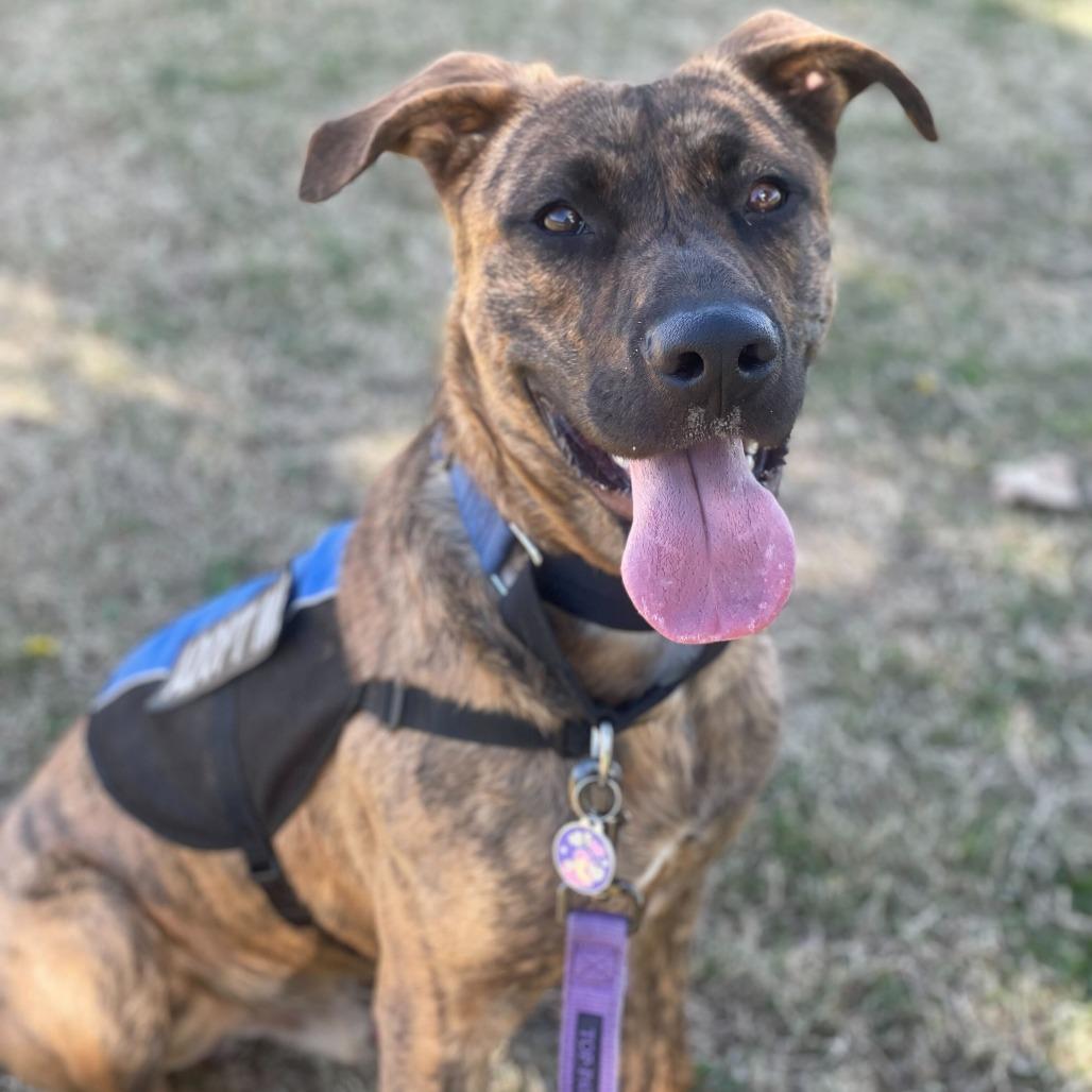 Enlarge Camo, a Adoptable mixed breed in Riverside, CA image 2/6
