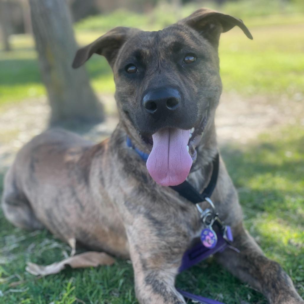Enlarge Camo, a Adoptable mixed breed in Riverside, CA image 3/6