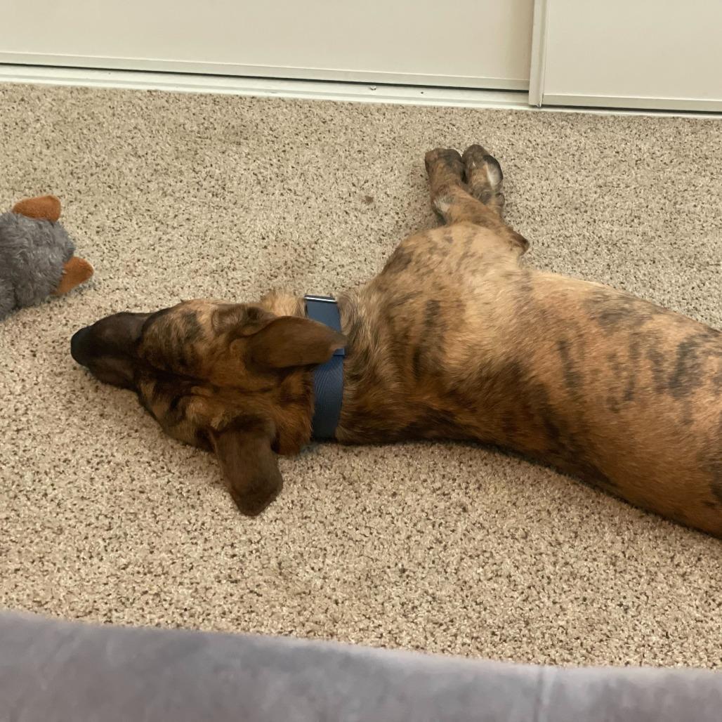 Enlarge Camo, a Adoptable mixed breed in Riverside, CA image 4/6