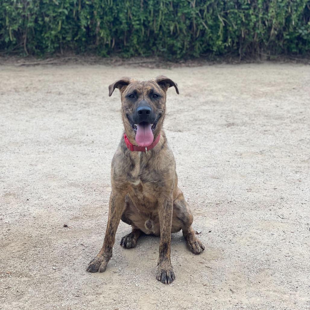Enlarge Camo, a Adoptable mixed breed in Riverside, CA image 4/6