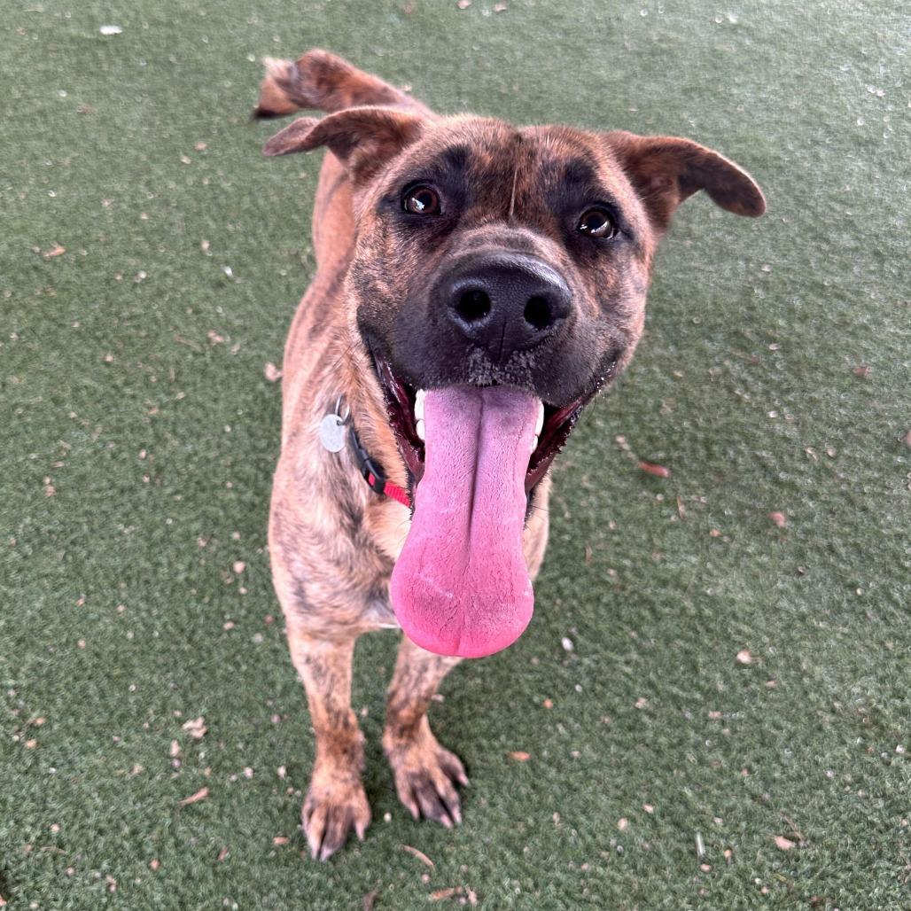 Enlarge Camo, a Adoptable mixed breed in Riverside, CA image 5/6