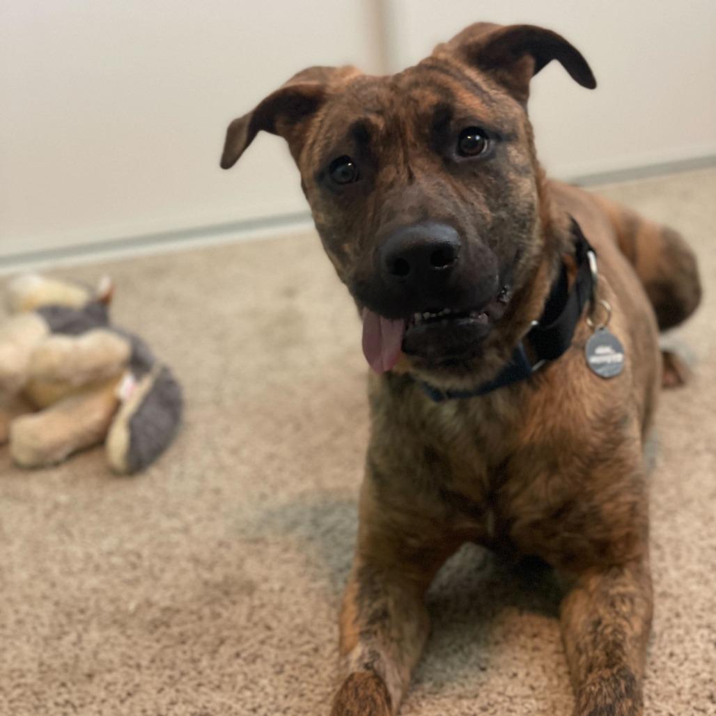 Enlarge Camo, a Adoptable mixed breed in Riverside, CA image 5/6