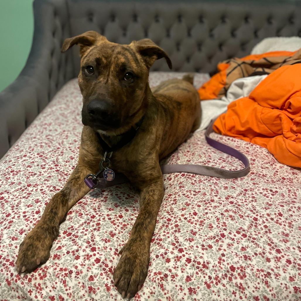 Enlarge Camo, a Adoptable mixed breed in Riverside, CA image 6/6