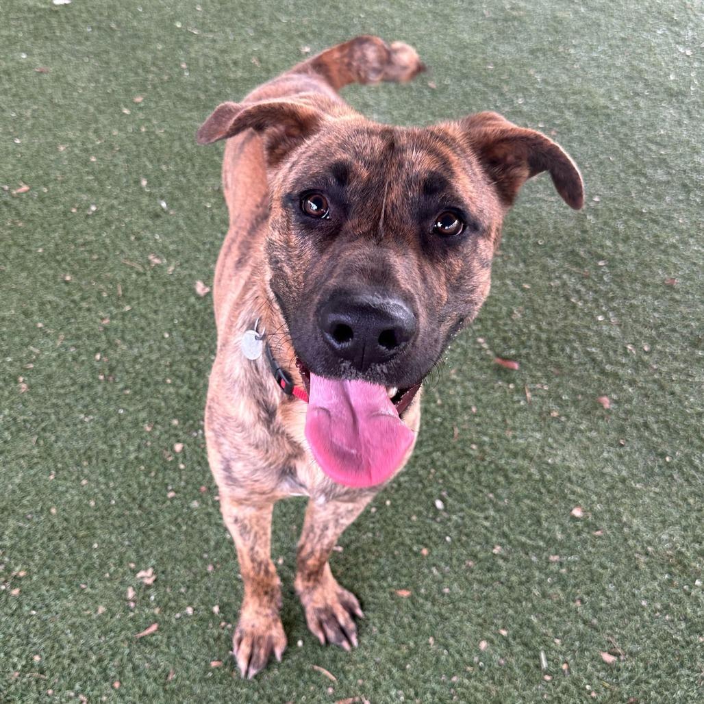 Enlarge Camo, a Adoptable mixed breed in Riverside, CA image 6/6