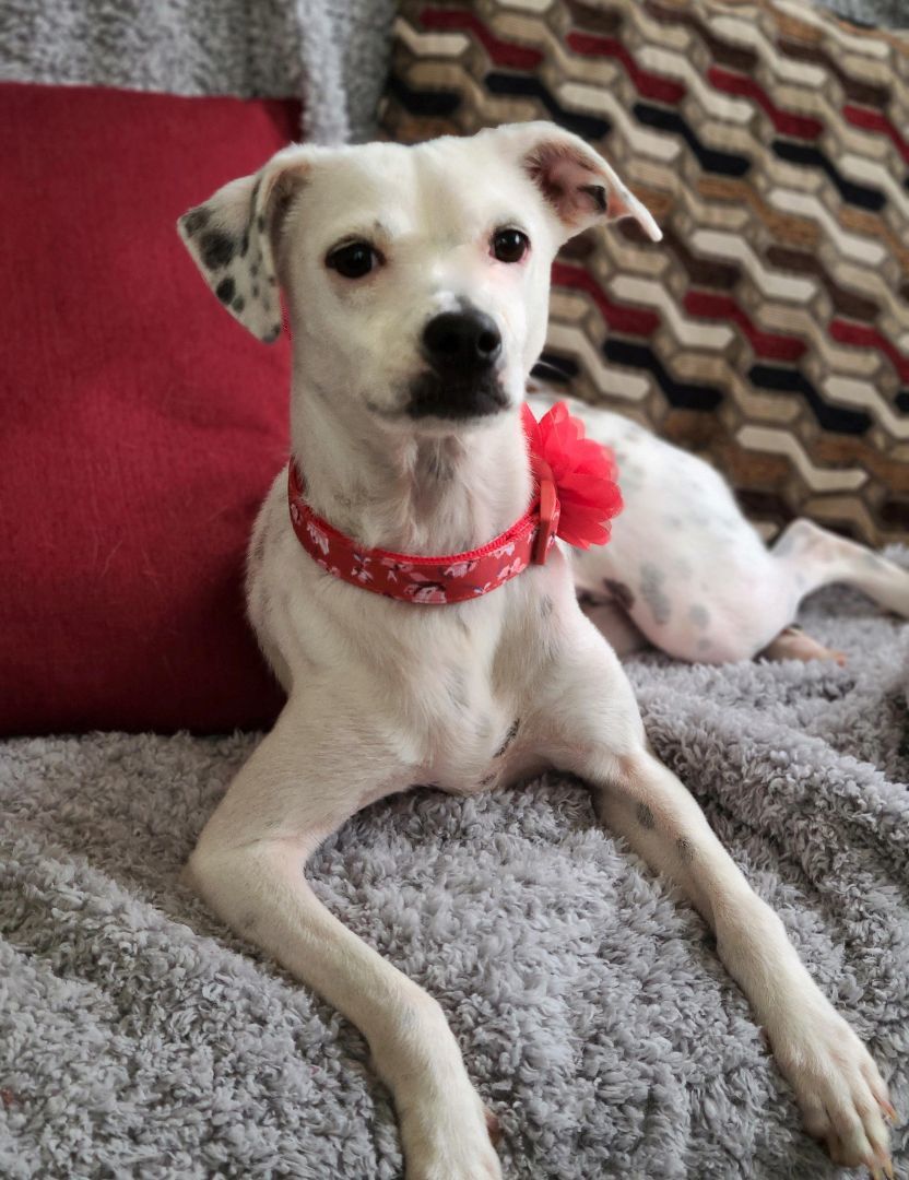 Kany, Adoptable, Puppy Female Rat Terrier & Boxer.