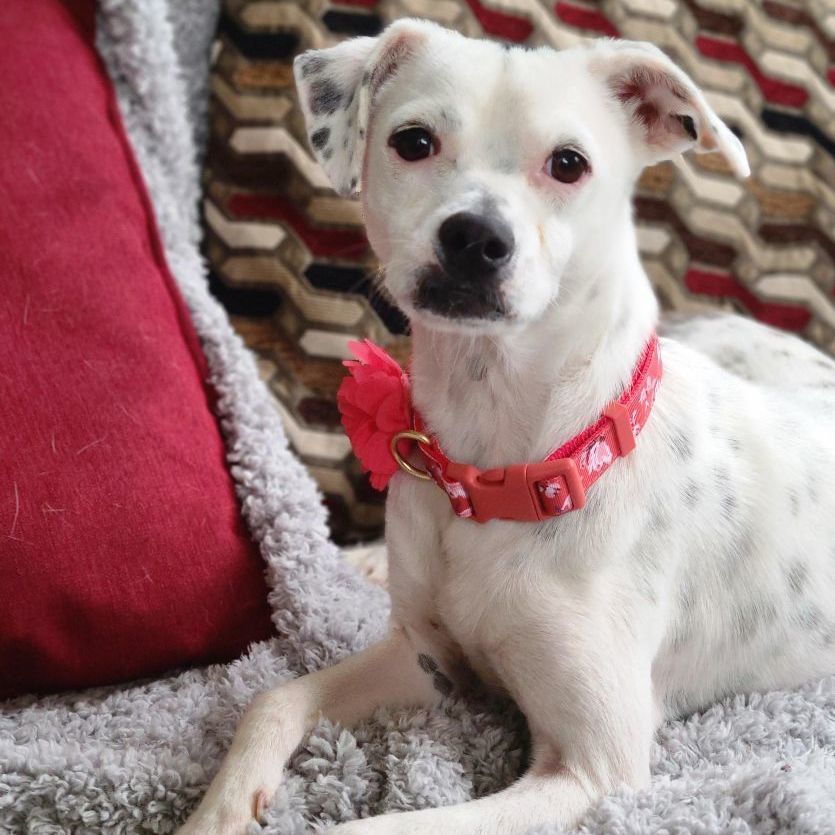 Kany, a Adoptable mixed breed in Barranquitas, PR image 2/13