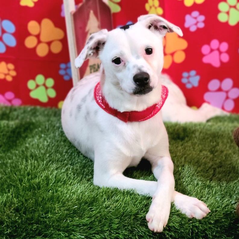 Kany, a Adoptable mixed breed in Barranquitas, PR image 3/13