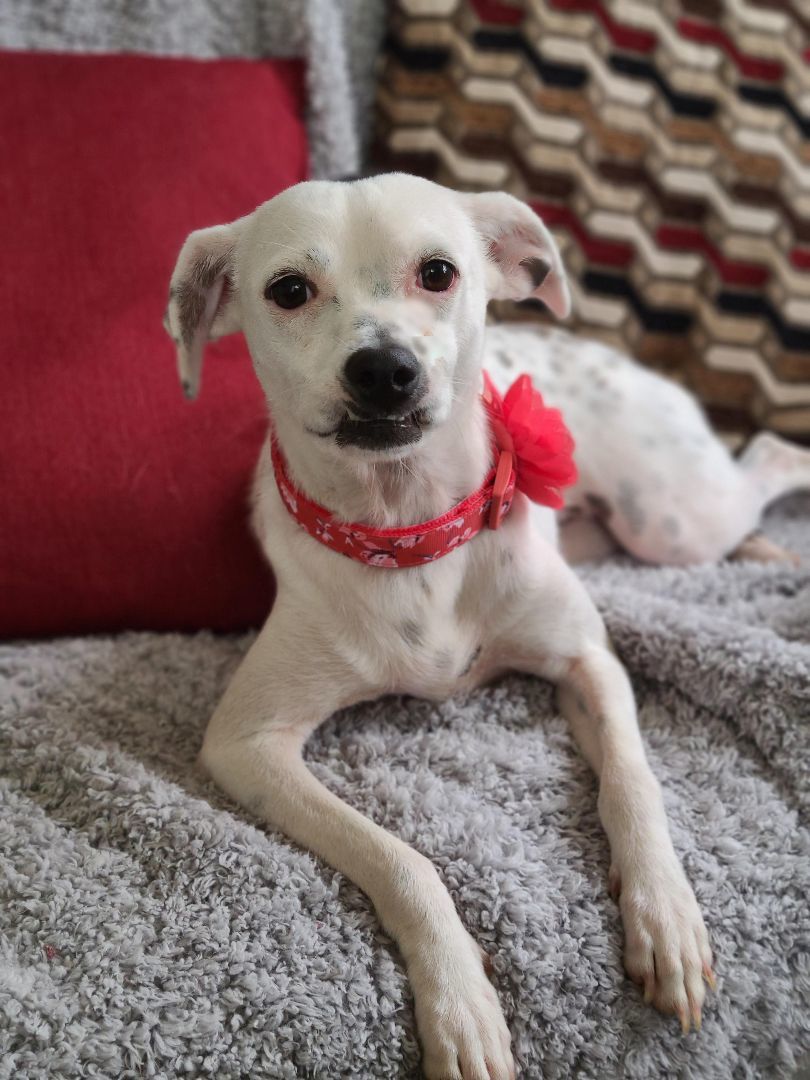Kany, Adoptable, Puppy Female Rat Terrier & Boxer.