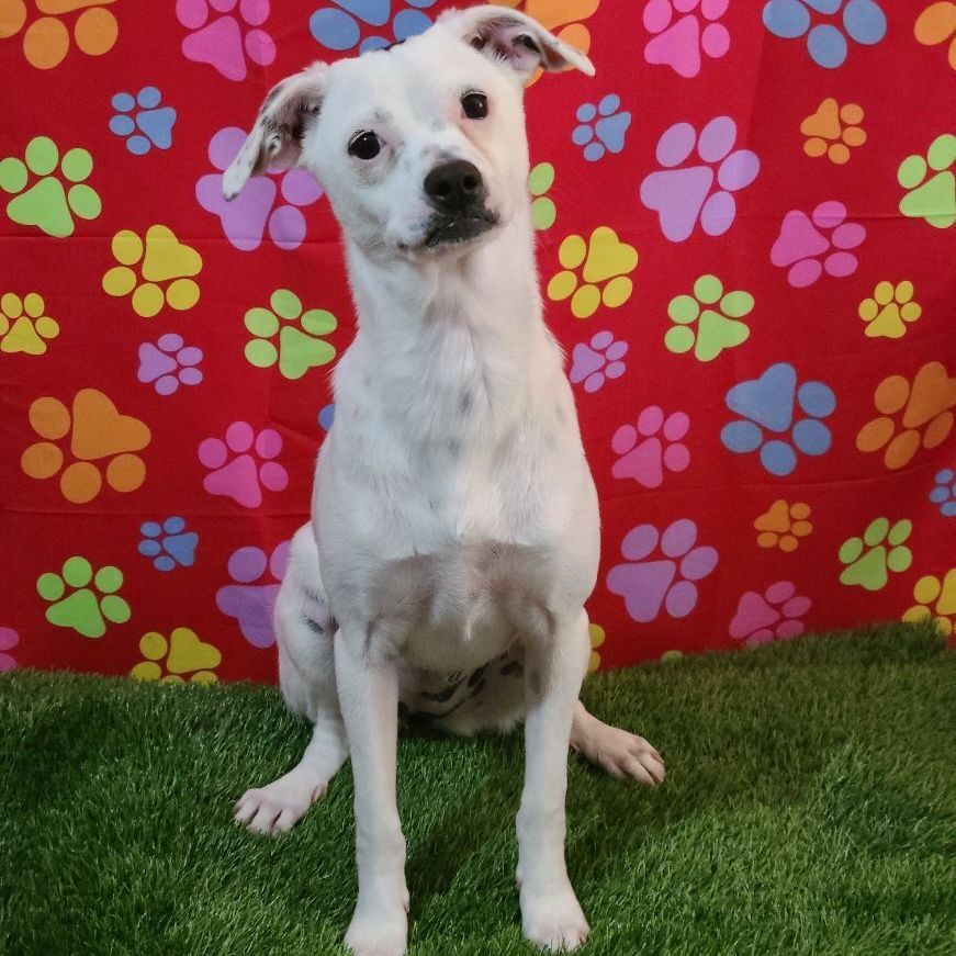 Kany, a Adoptable mixed breed in Barranquitas, PR image 5/13