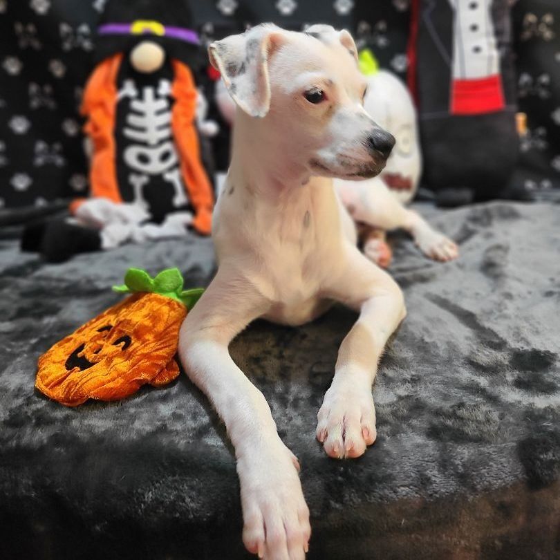 Kany, a Adoptable mixed breed in Barranquitas, PR image 6/13