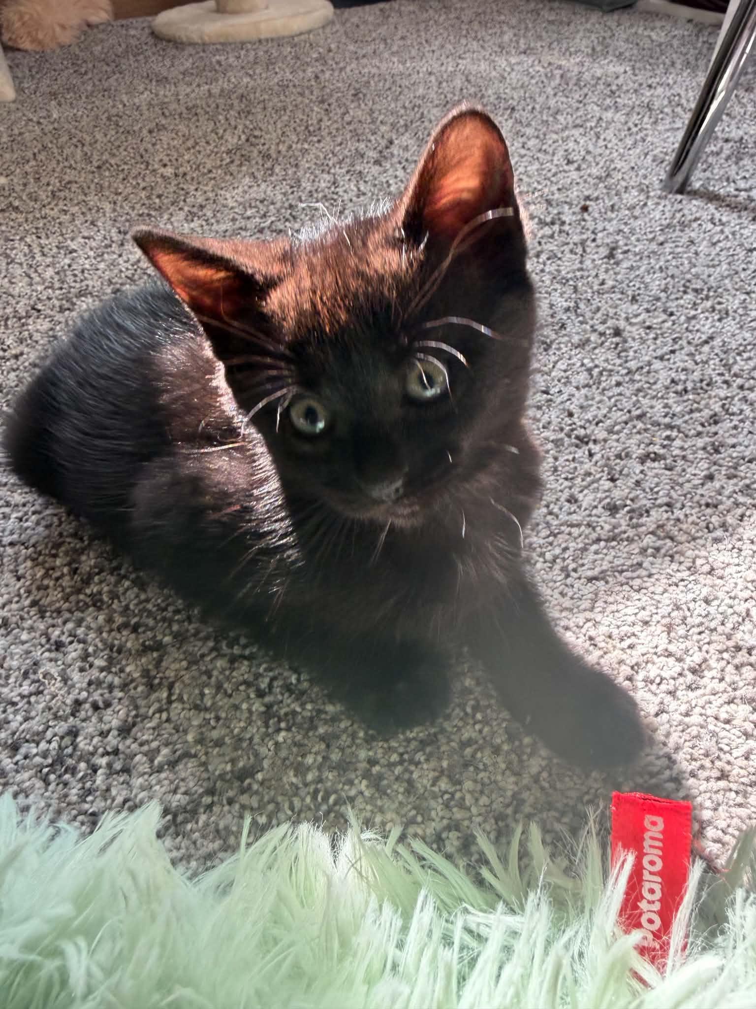Rook, a ADOPTABLE Domestic Short Hair in Milwaukee, WI image 4/4