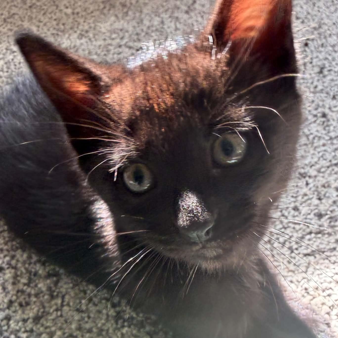 Rook, a ADOPTABLE Domestic Short Hair in Milwaukee, WI image 1/4