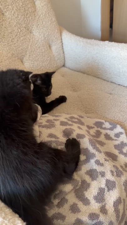 Enlarge Rook, a ADOPTABLE Domestic Short Hair in Milwaukee, WI video 4/4