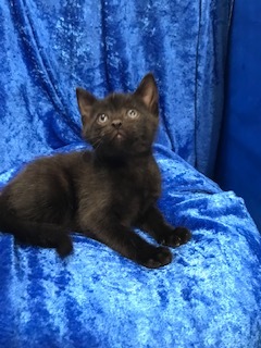 Robbie, a Adoptable mixed breed in Gainesville, FL image 1/3