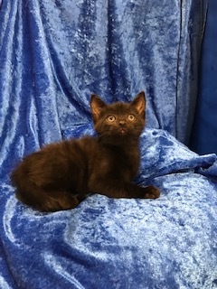 Robbie, a Adoptable mixed breed in Gainesville, FL image 2/3