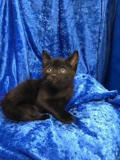 Robbie, a Adoptable mixed breed in Gainesville, FL image 3/3