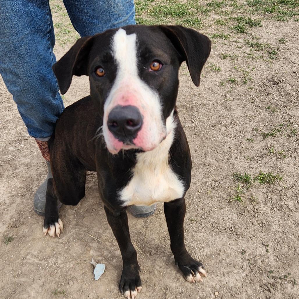 Frijoles aka Bean JuM