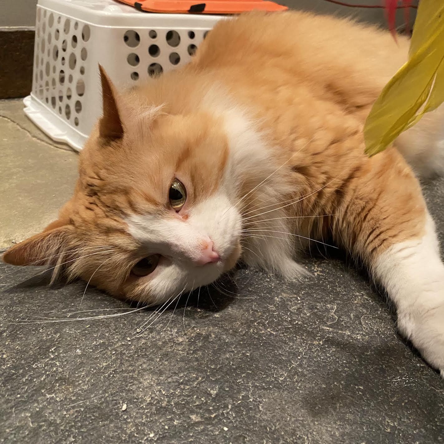 Enlarge Chasten, a Adopted mixed breed in CHICAGO, IL image 4/6