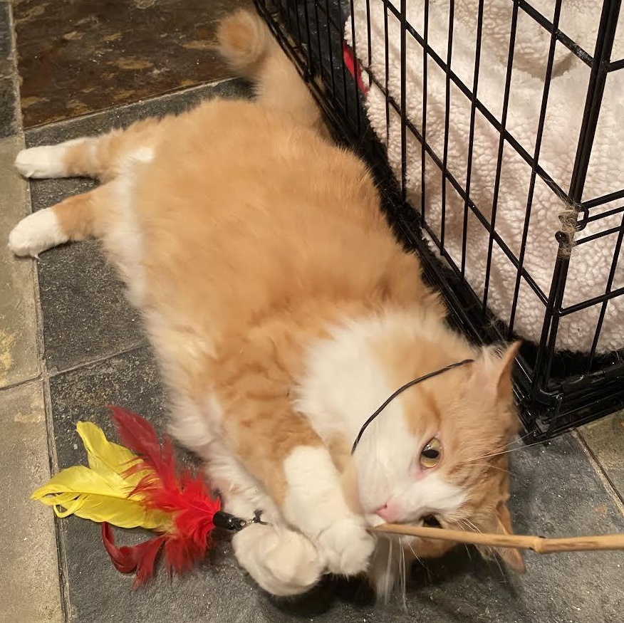 Enlarge Chasten, a Adopted mixed breed in CHICAGO, IL image 3/6