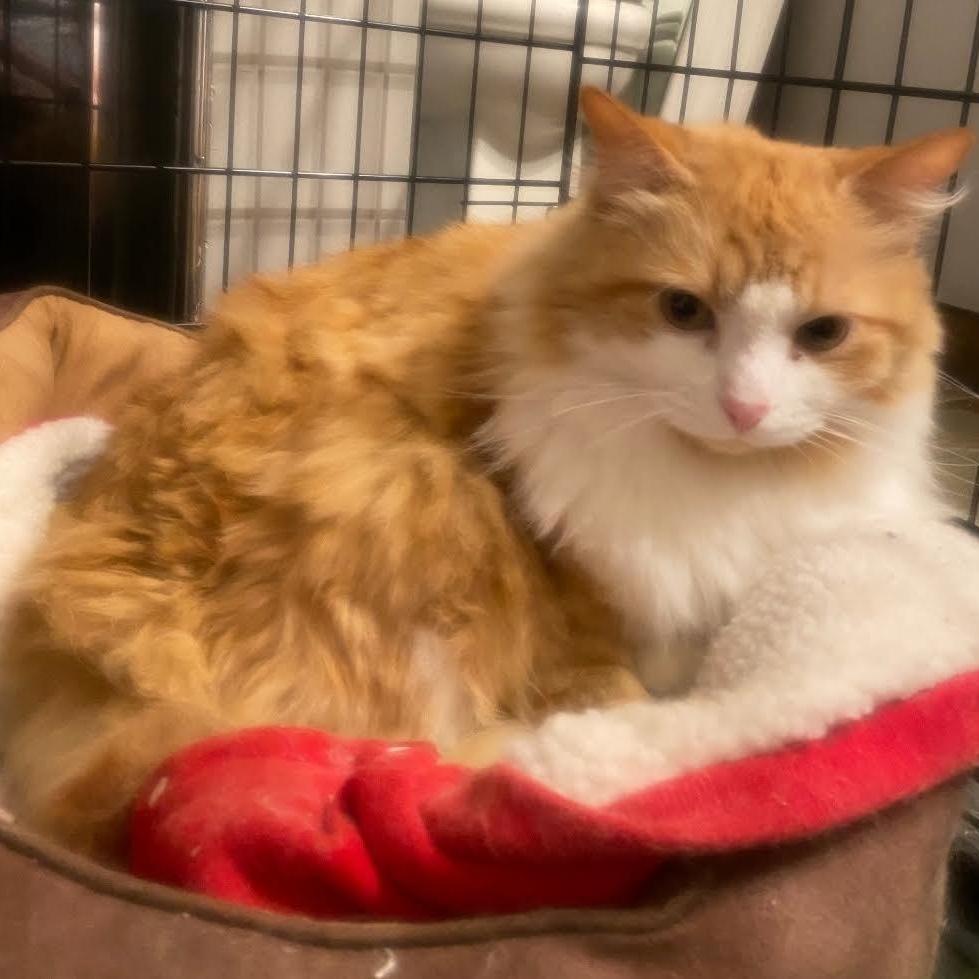 Chasten, Adopted, Adult Male Domestic Long Hair & Tabby.