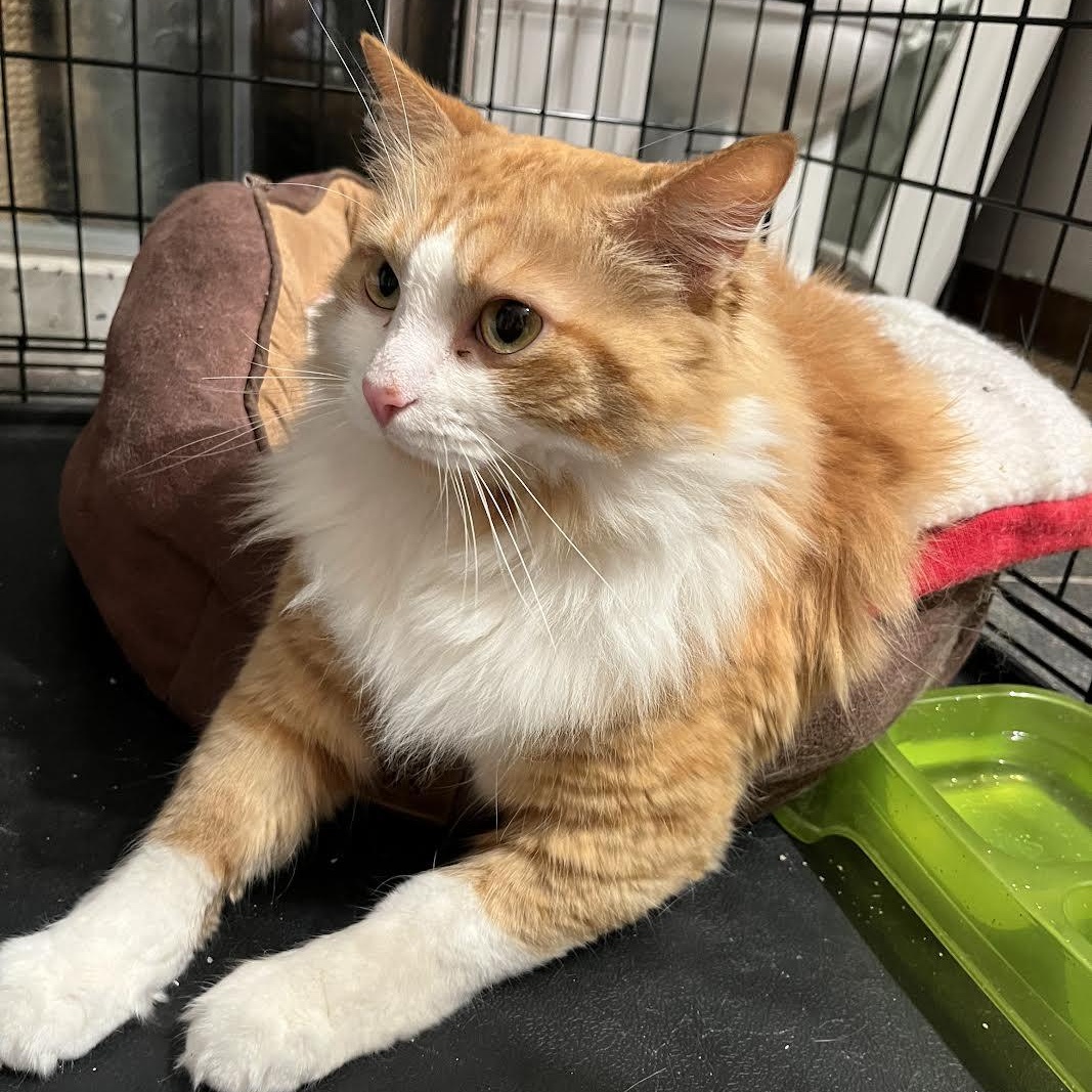 Enlarge Chasten, a Adopted mixed breed in CHICAGO, IL image 2/6