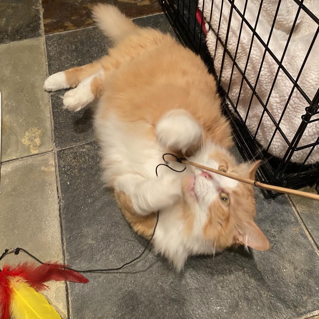 Enlarge Chasten, a Adopted mixed breed in CHICAGO, IL image 5/6