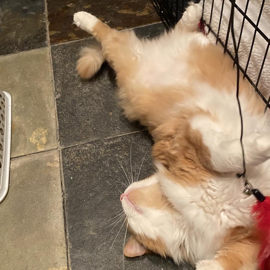 Enlarge Chasten, a Adopted mixed breed in CHICAGO, IL image 6/6