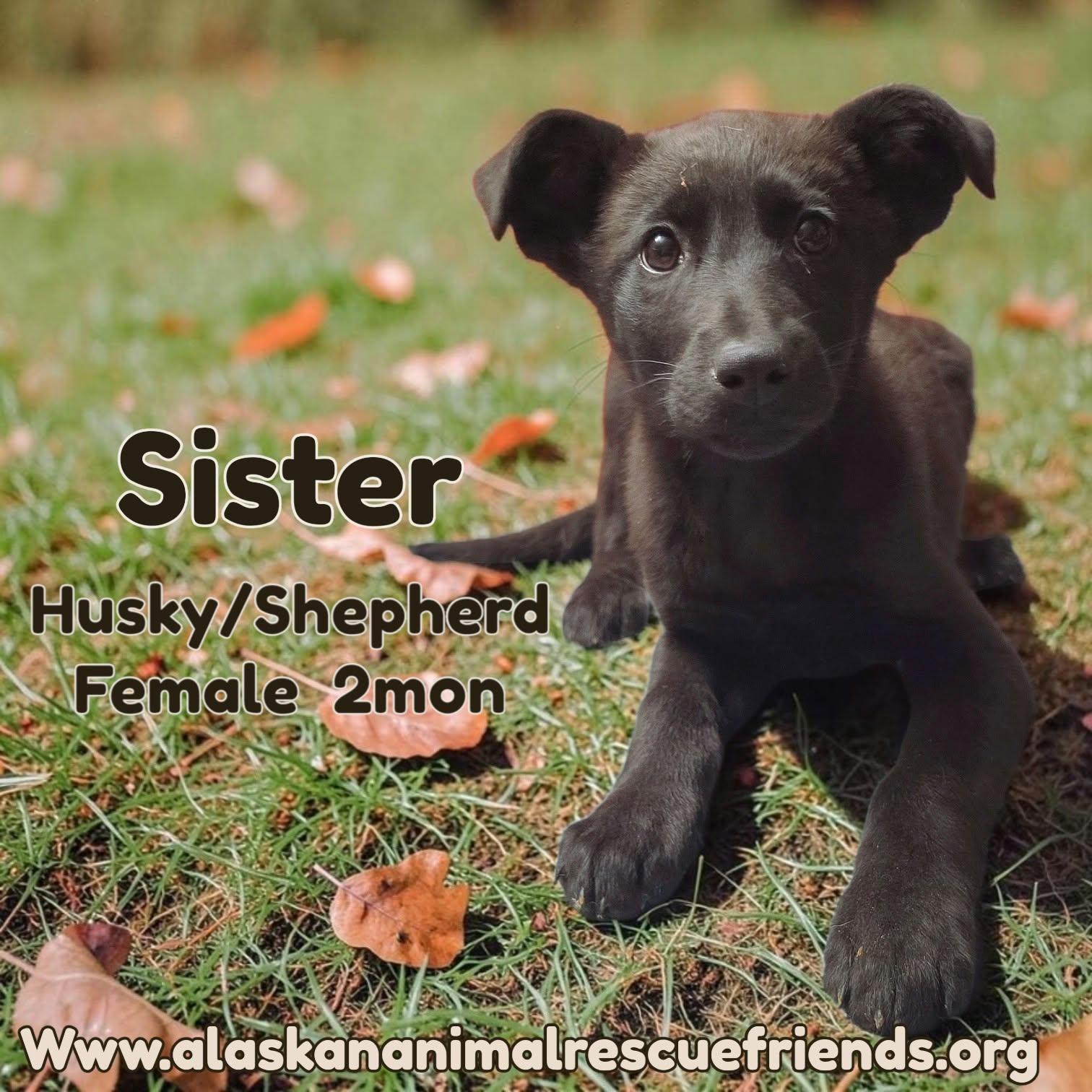 Sister, Adoptable, Puppy Female Shepherd & Husky.