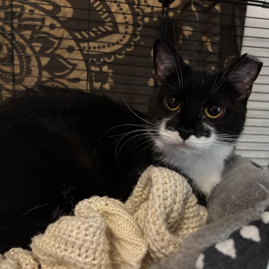 Enlarge Buffy, a Adoptable Domestic Short Hair in Johnstown, PA image 1/1