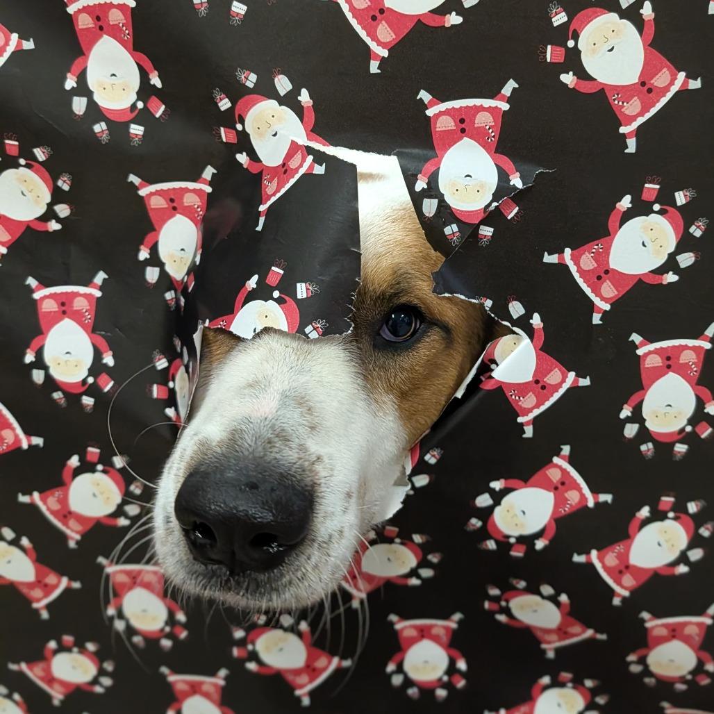 Stan Lee, Adoptable, Adult Male Great Pyrenees.