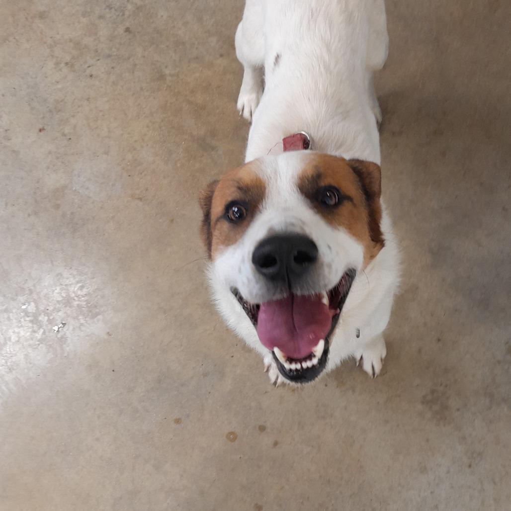 Enlarge Stan Lee, a Adoptable Great Pyrenees in Jasper, IN image 2/5