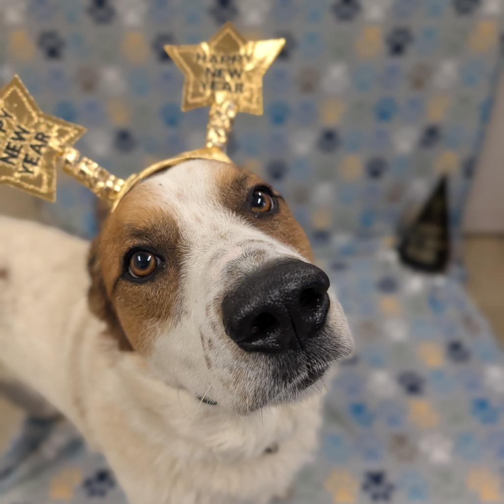 Enlarge Stan Lee, a Adoptable Great Pyrenees in Jasper, IN image 3/5