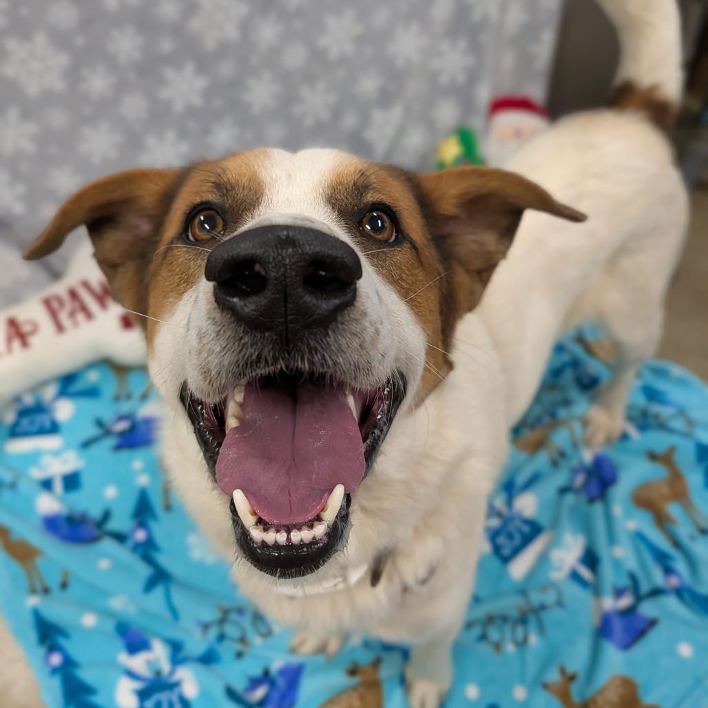 Enlarge Stan Lee, a Adoptable Great Pyrenees in Jasper, IN image 4/5