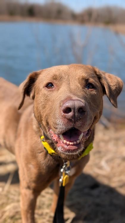 Sadie, Adopted, Adult Female Labrador Retriever.