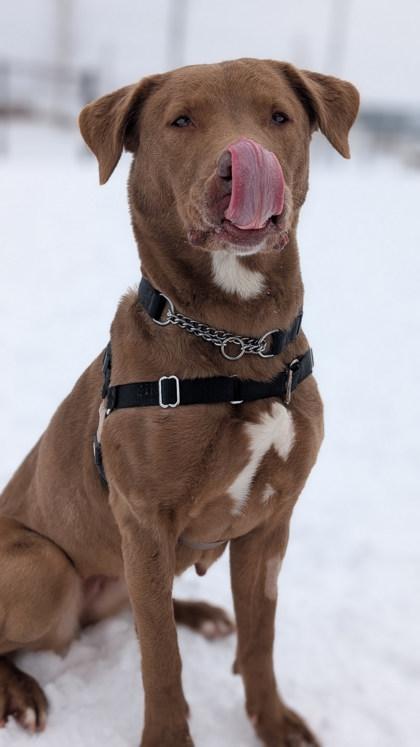 Sadie, a Adopted mixed breed in Guelph, ON image 2/6