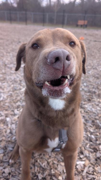 Sadie, a Adopted mixed breed in Guelph, ON image 3/6