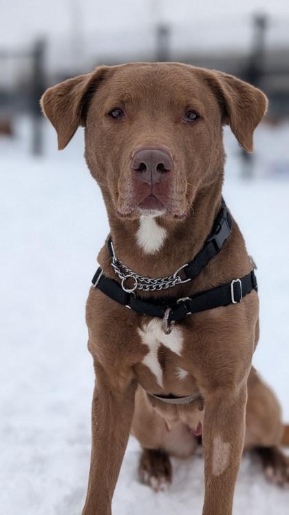 Sadie, a Adopted mixed breed in Guelph, ON image 4/6